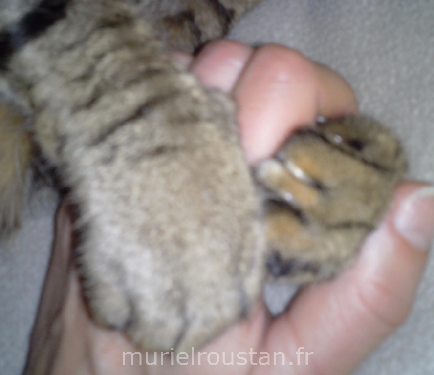 Pattes d'un chat qui serre la main de Muriel.