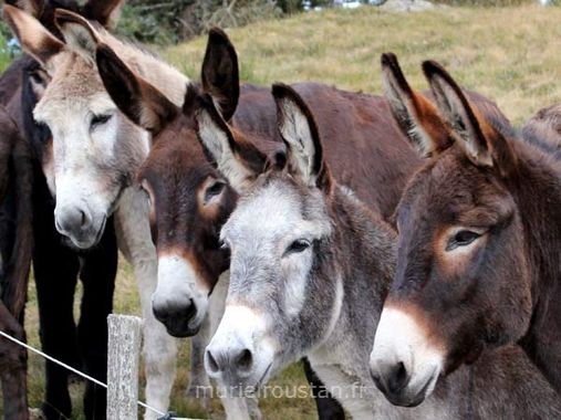 Groupe d'ânes contre la clôture regardant vers la caméra.