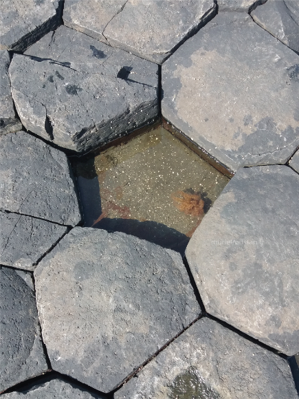 Pavé de colonnes basaltiques hexagonales.