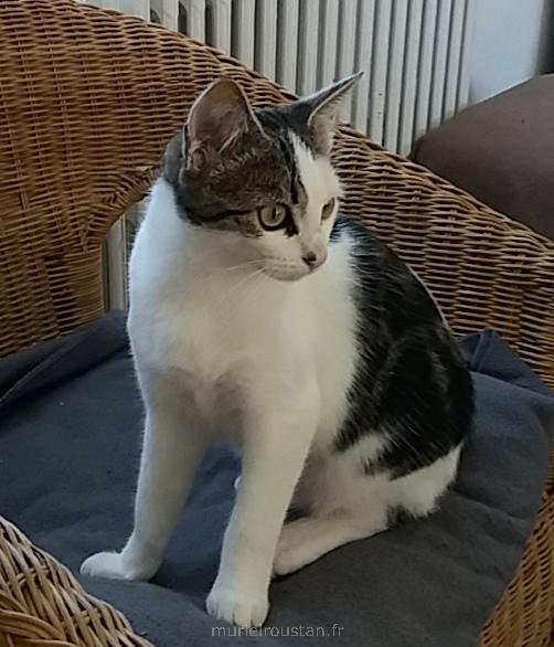 Chat assis sur un fauteil regardant vers la droite.