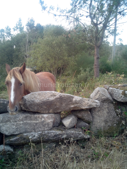 Cheval se tenant derrière une haie en pierre.