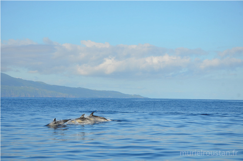 Groupe de dauphins replongeant