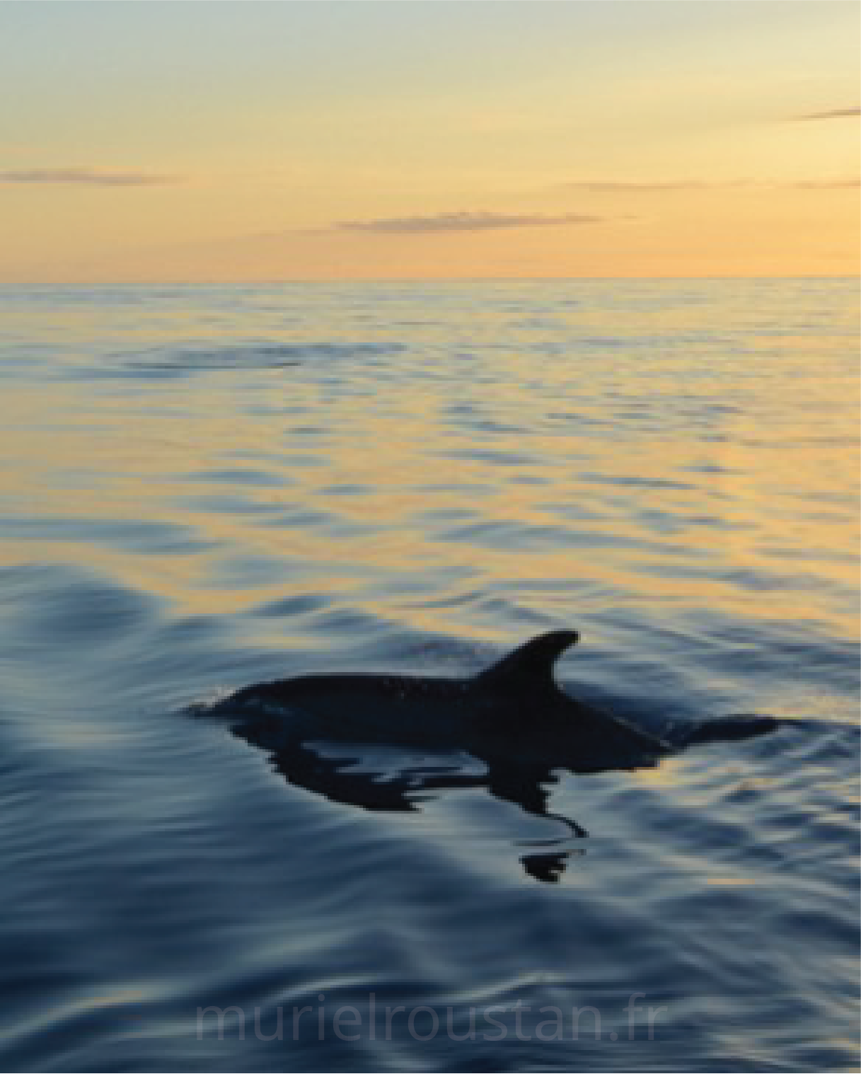 Un dauphin en partie à la surface lors du crépuscule.