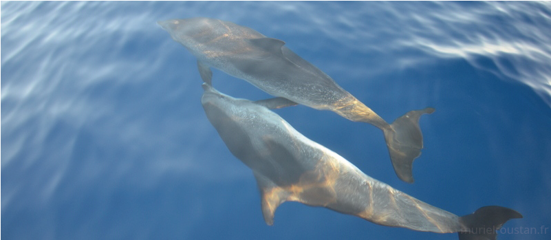 Un dauphin, visible depuis la surface, nageant sur le côté à côté d'un second dauphin.