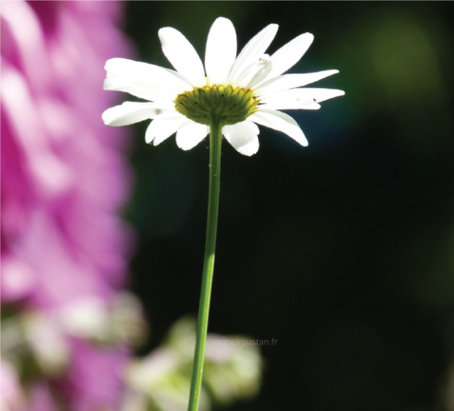 fleur en premier plan.