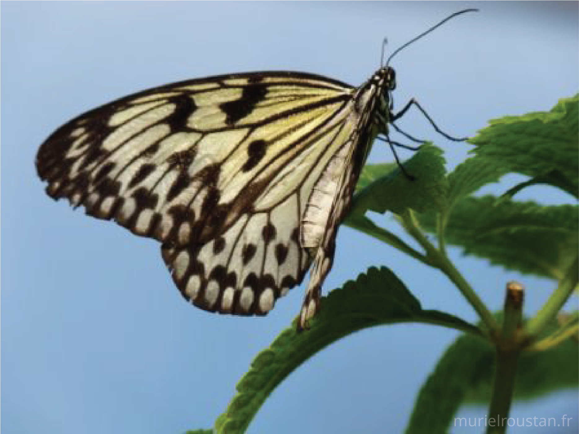 Papillon, de profil, posé les feuilles d'une plante.