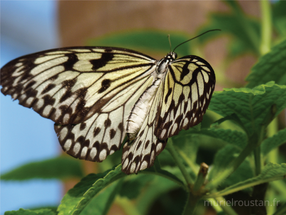 un papillon posé sur une plante avec ses ailes ouvertes.