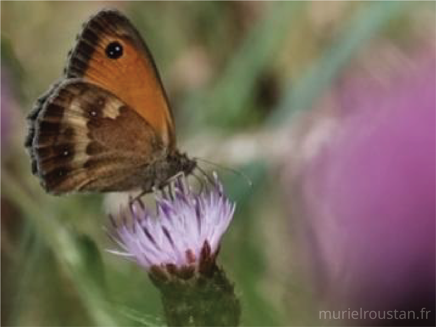 Papillon posé sur une fleur avec les ailes entre-ouvertes.