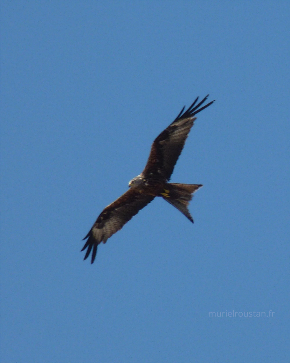 Un rapace en vol sous un ciel bleu.