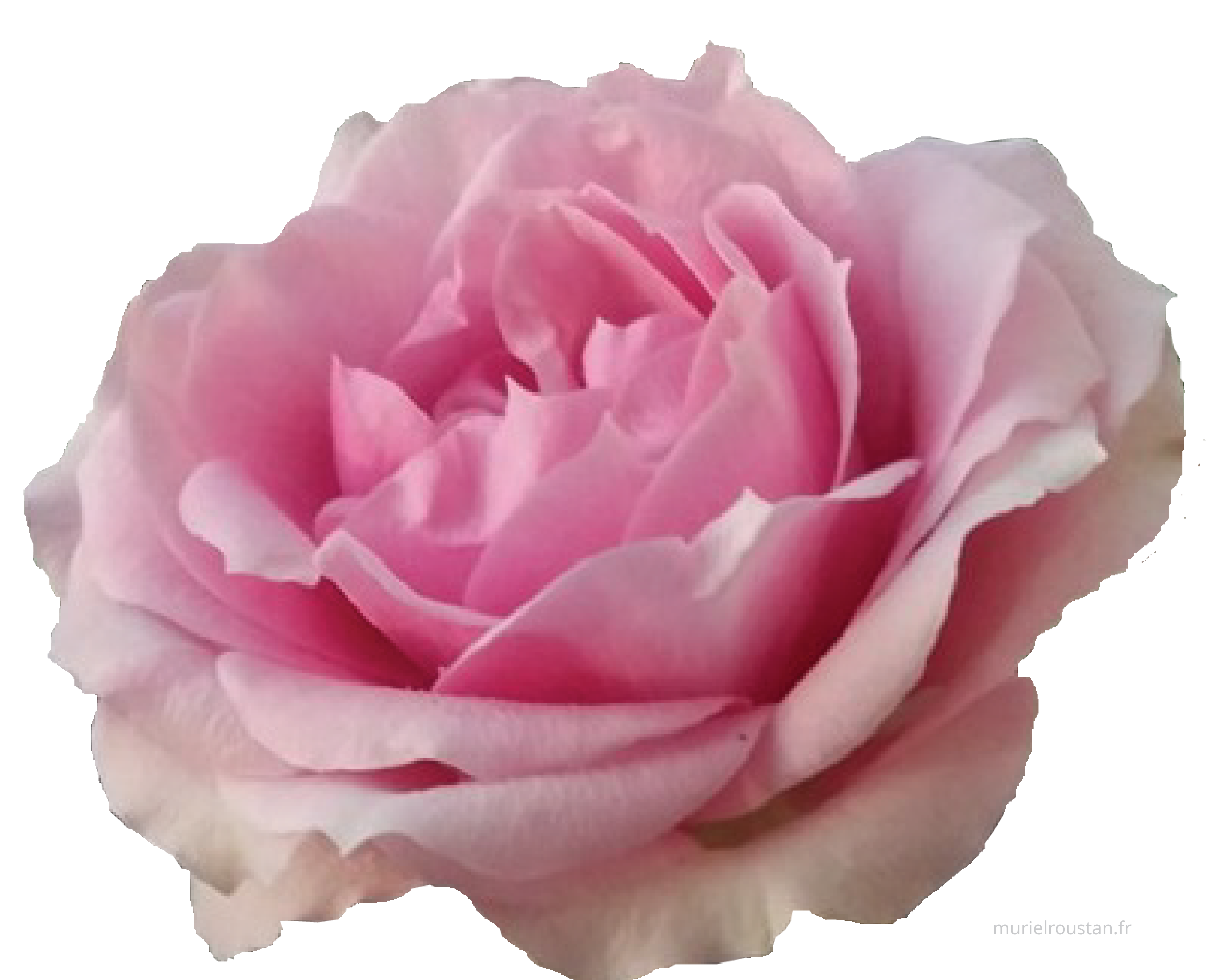 Une rose avec une vue rapprochée sur sa tête et ses pétales.