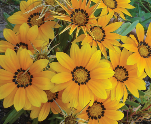 Multiples tournesols ouvert faisant face.